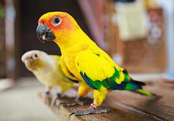 8-2. 7 Ways to Use Positive Reinforcement in Bird Training